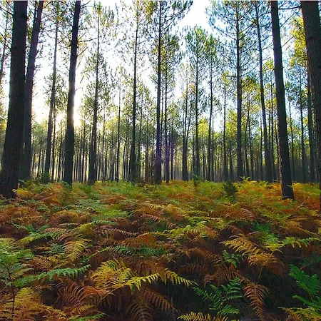 Pour 6 Personnes Avec Terrasse - Api-1-52-708 Camping