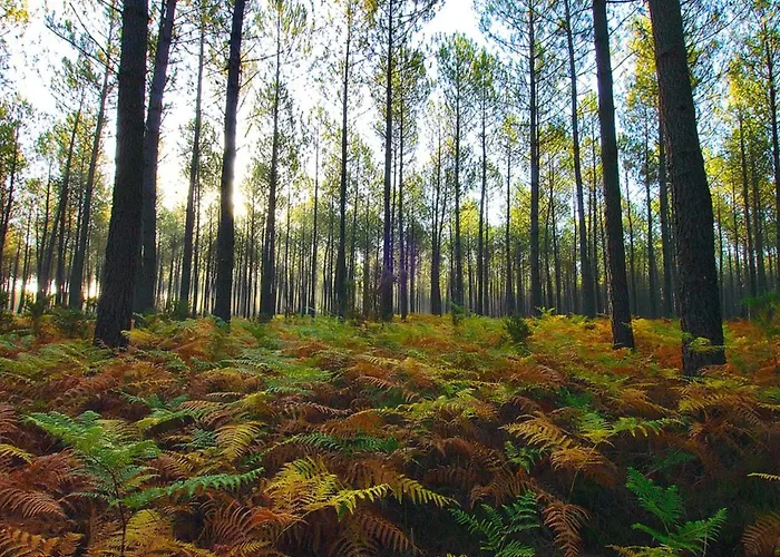 Pour 6 Personnes Avec Terrasse - Api-1-52-708 Kemp